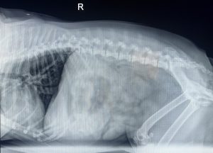 X-ray of a canine patient.
