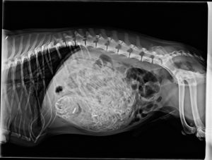 X-ray of a canine patient.