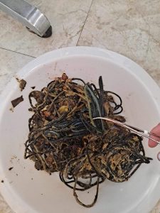 Close-up shot of extracted hair ties from a canine patient.