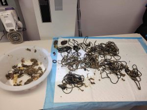 Hair ties recovered from a canine patient.
