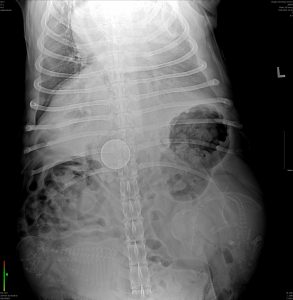 X-ray of a canine patient.