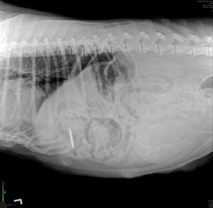 X-ray of a canine patient.