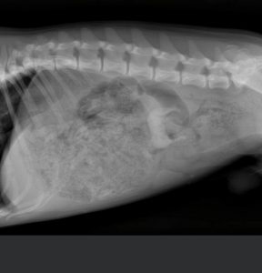 Radiograph of a canine patient