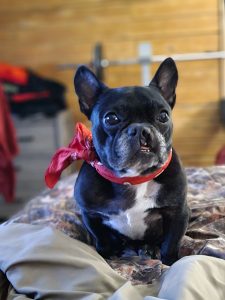 A black French bulldog with a red bandana.