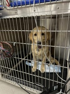 A Labrador retriever inside a veterinary clinic kennel.