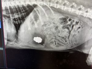 X-ray of a canine patient.