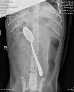 A radiograph of a canine patient that ingested a spoon.