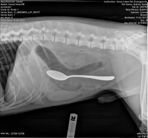 A radiograph of a canine patient that ingested a spoon.