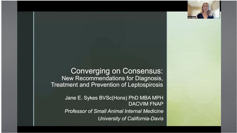 Converging on Consensus: New Recommendations for Diagnosis, Treatment and Prevention of Leptospirosis