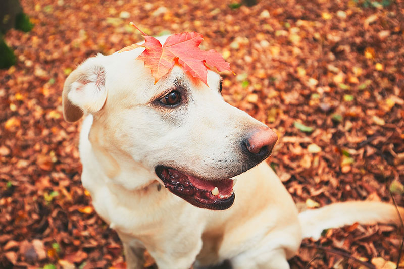 When summer ends, heartworm doesn't
