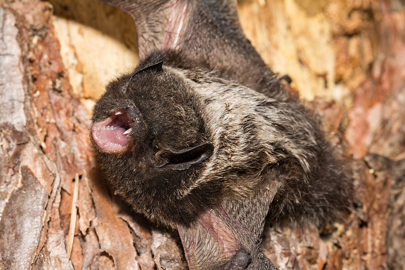 Time to look at rabies with a One Health lens
