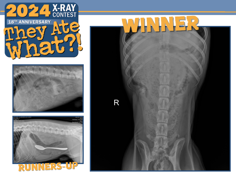 2024 X-ray contest results: Are you ready to see some crazy stuff?