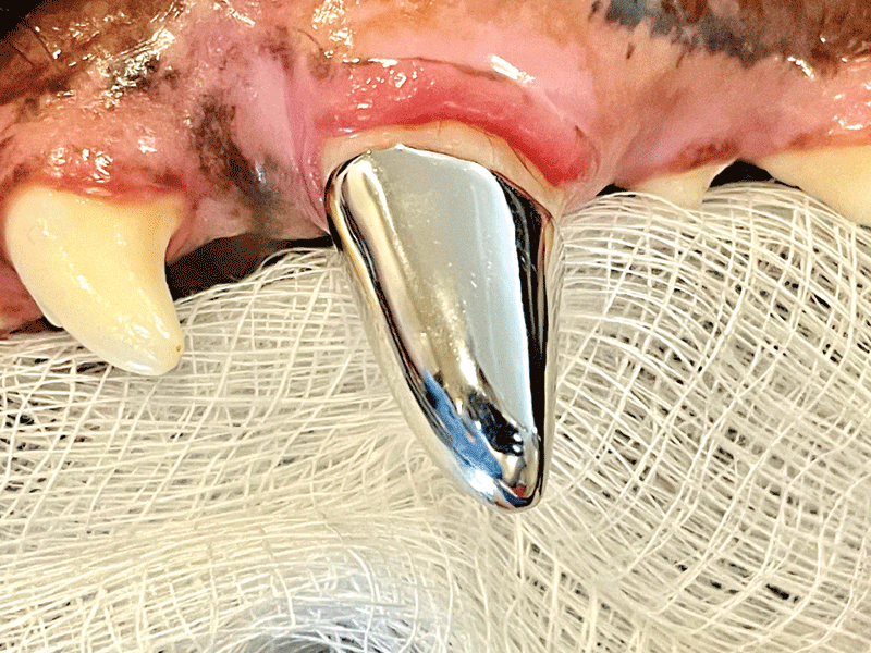 K9 tooth cap sale