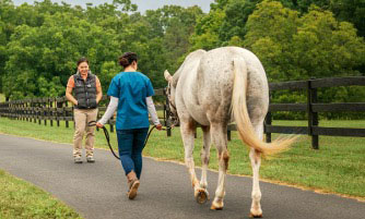 Using NSAIDs to rein in performance horse pain
