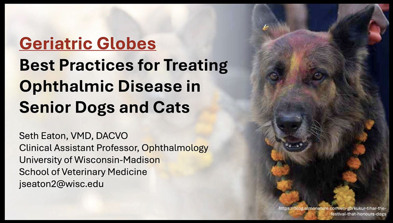 Geriatric Globes: Best Practices for Treating Ophthalmic Disease in Senior Dogs and Cats