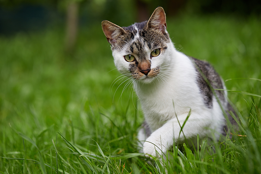 <i>Feline Heartworm Guidelines</i> updated by the AHS