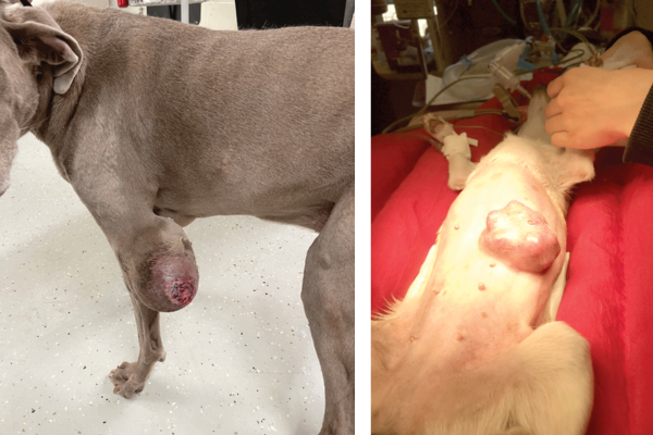 From cut to cure: A look at the principles of small animal surgical oncology
