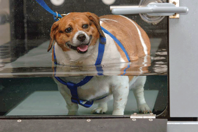 Weight-loss meds for pets: Have we found the cure for obesity?