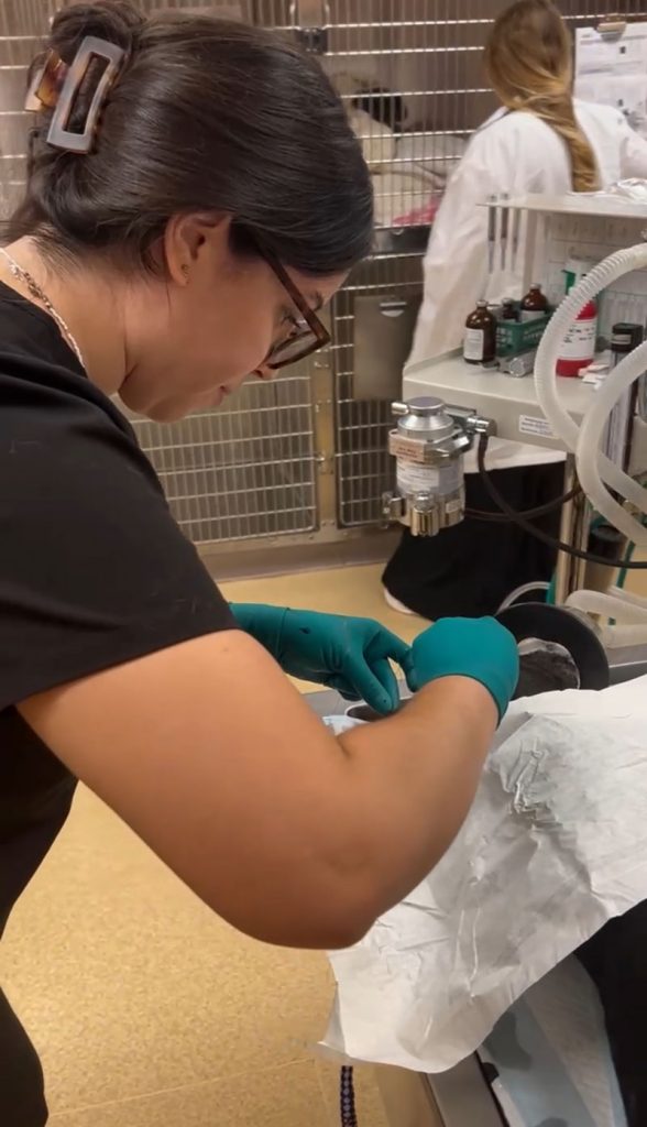 Vet performing procedure