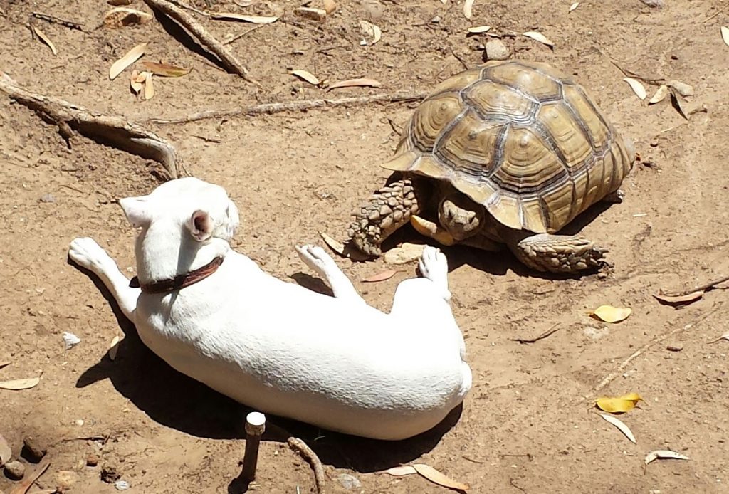 A comparative education doesn't mean all species are understood equally—or should be