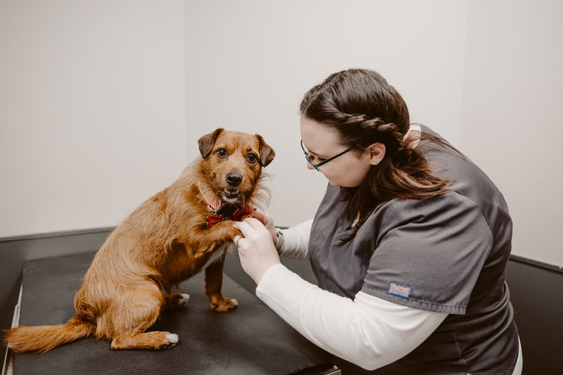 Vet tech holding a dog's paw on exam table