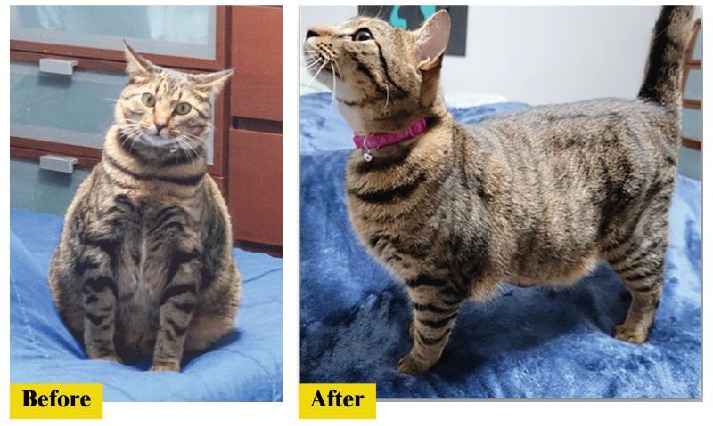 A before and after image of a cat that lost weight.