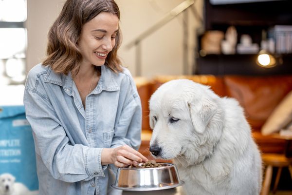 Owner demographics impact dog nutrition, study shows