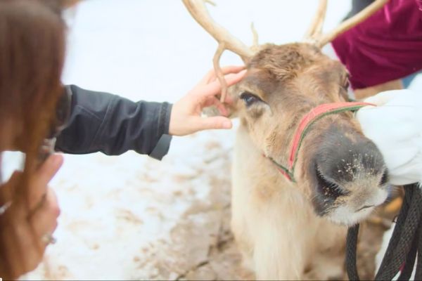 Santa's vet clears reindeer for flight