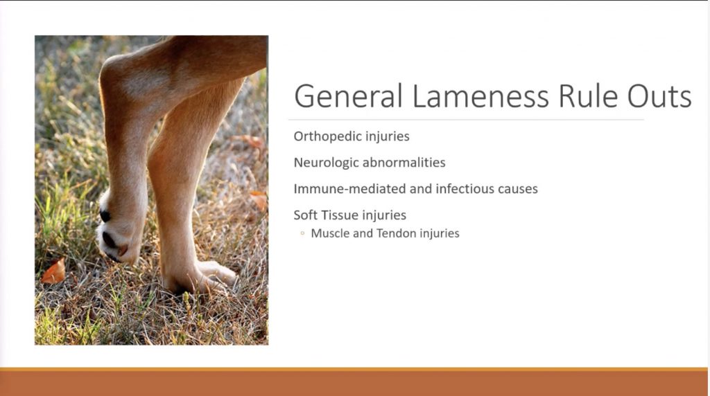 Taking the Mystery Out of the Diagnosis and Treatment of Soft Tissue Orthopedic Injuries in Dogs