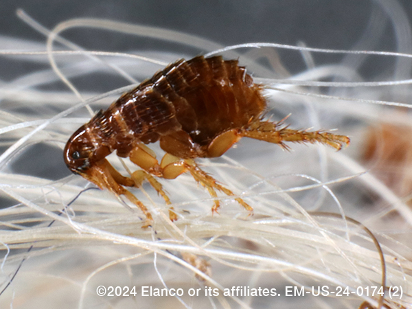 A guide on fixing radius and ulna diaphyseal fractures in cats and dogs ...