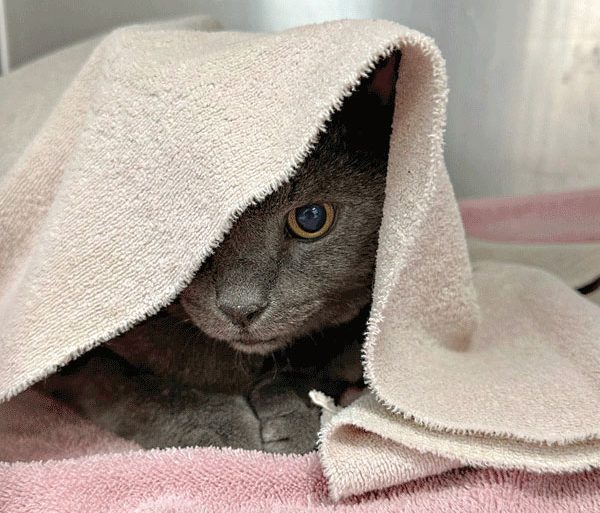 A grey cat hiding under a blanket.