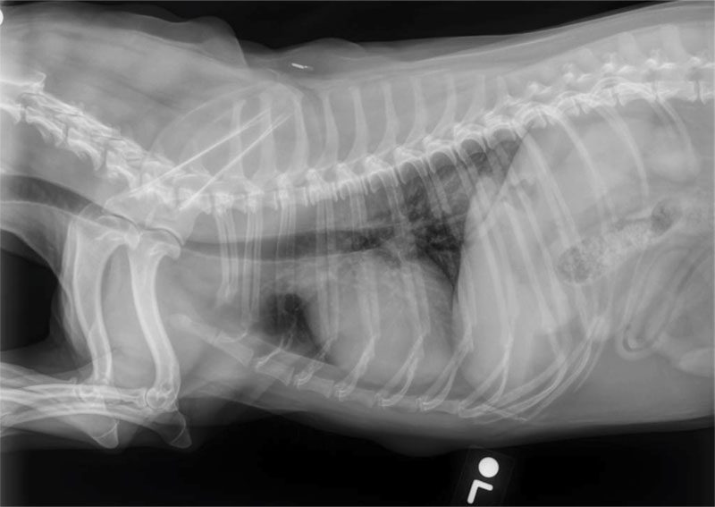 A radiographic image of a left lateral thorax mass.