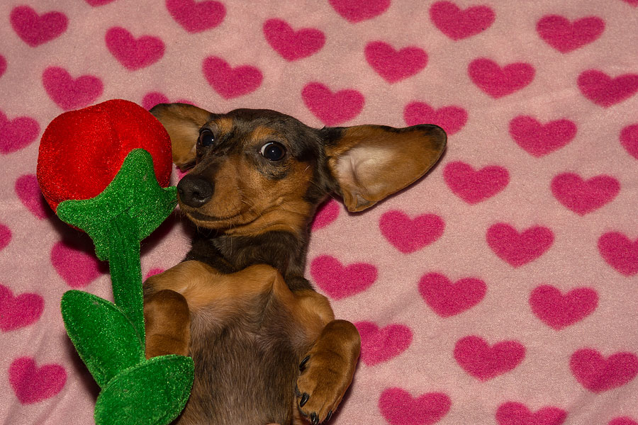 Small Dachsund on a hearts-covered blanket with a fake rose