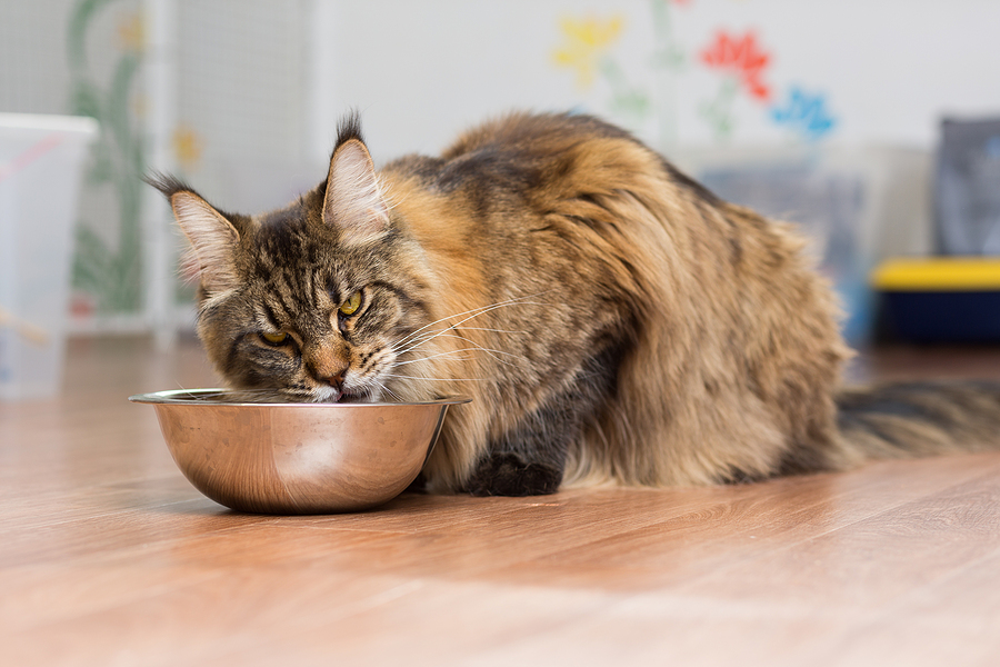  large adult Maine Cooncat eats raw meat from a metal cup