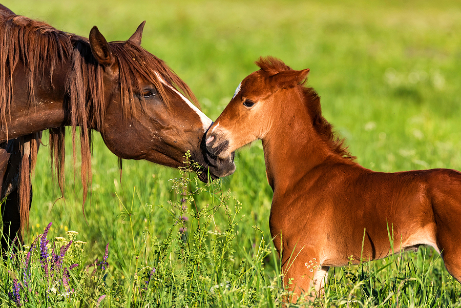 Portrait of a mare and her foal outside on the grass