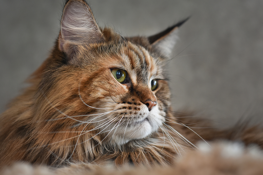 FDA conditionally approves feline ventricular hypertrophy med