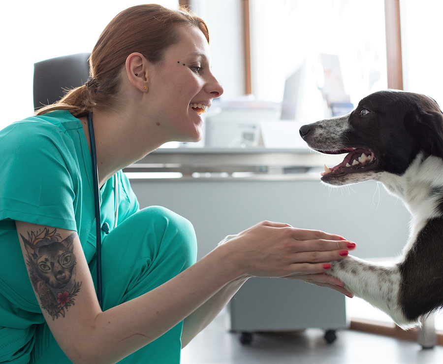 <i>PAW Act</i> reintroduced to make pet care more affordable