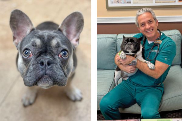 BOAS crisis: Addressing the brachycephalic animal welfare problem
