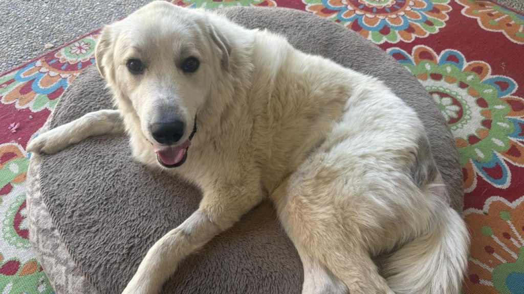 Dog hit by a car recovers with a specialized metal implant