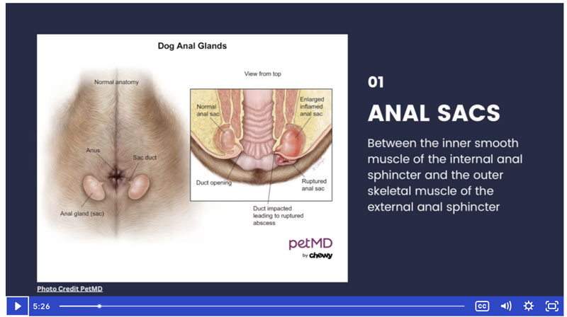 The Anal Sac Dilemma: Diagnosing, Treating, and Managing Recurring Anal Sac Issues in Dogs