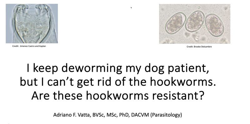 I keep deworming my dog patient, but I can't get rid of the hookworms. Are these hookworms resistant?