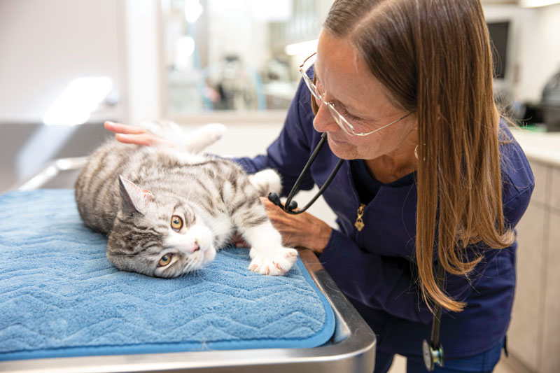 Report: A look at the state of feline care