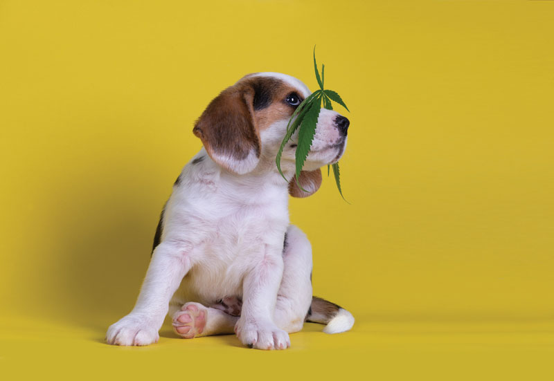 Can CBD change drug levels in your patients?