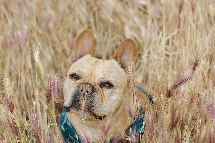 Foxtail hazards for pets surge in summer months