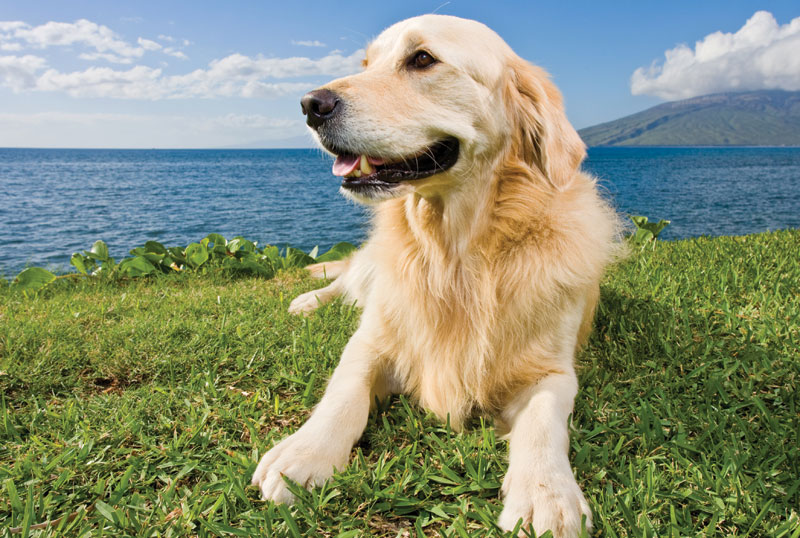 How to manage allergies in dogs