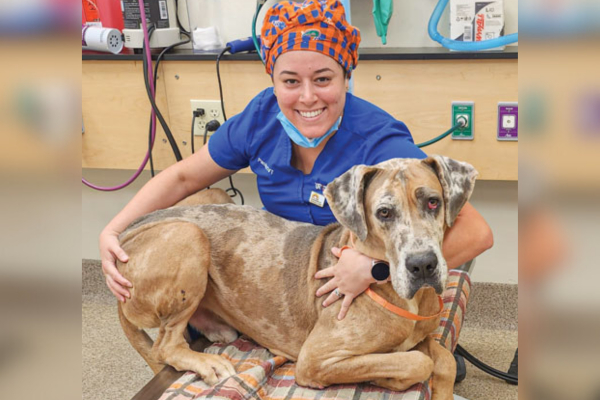 A guide to heartworm testing