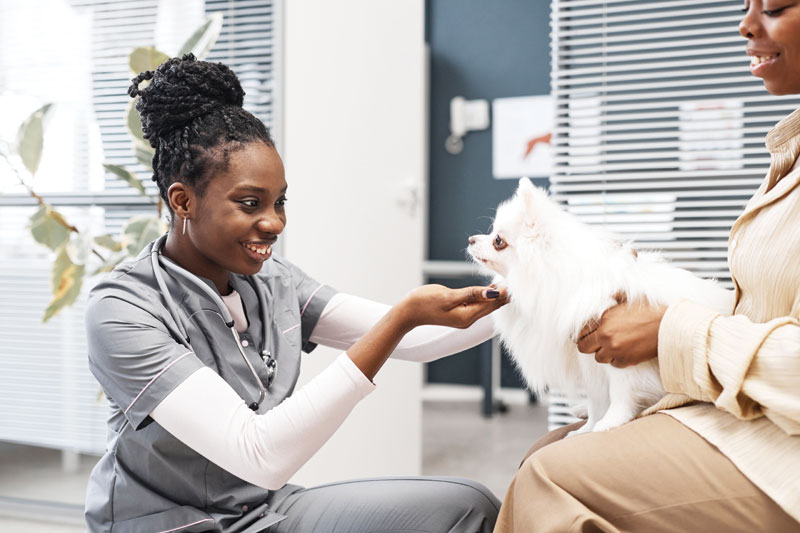 Study highlights gap between general and specialty care in veterinary medicine