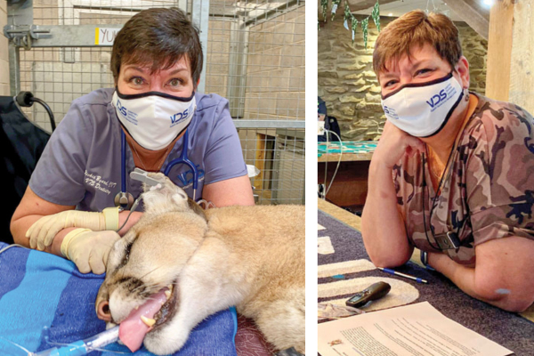 A tribute to a veterinary dentistry pioneer