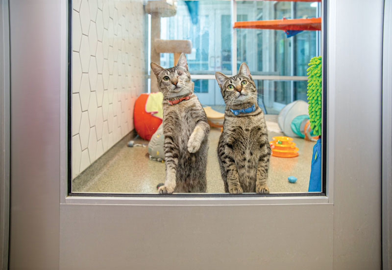 Genetics study advances cat health