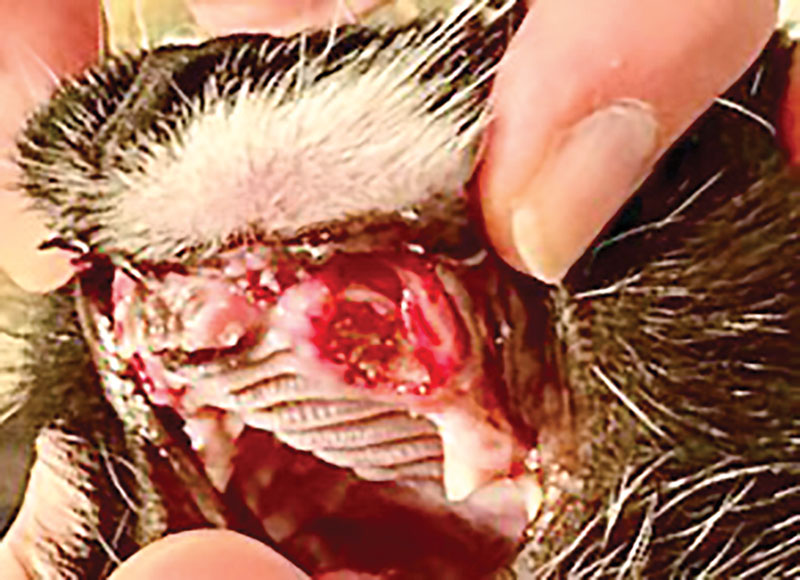 Crown amputations for tooth resorption